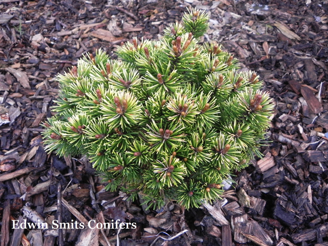 Pinus mugo 'Butternut'